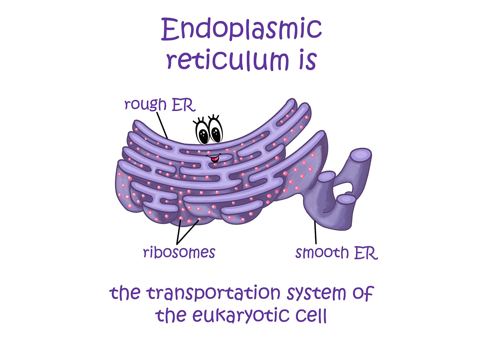 Endoplasmic reticulum